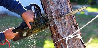 Best Tree Health Inspection  in Madison Lake, MN