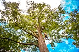 Best Tree Risk Assessment  in Madison Lake, MN