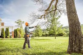 Best Tree Removal  in Madison Lake, MN