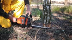 How Our Tree Care Process Works  in  Madison Lake, MN