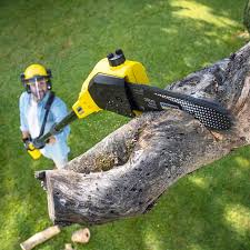 Best Lawn Disease Treatment  in Madison Lake, MN