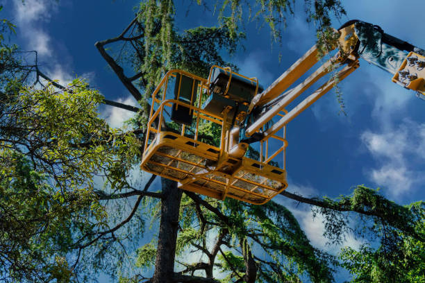 Reliable Madison Lake, MN Tree Removal Solutions