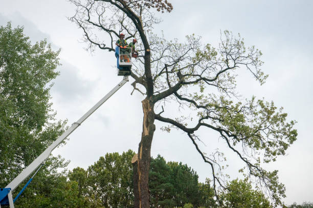 Best Palm Tree Trimming  in Madison Lake, MN